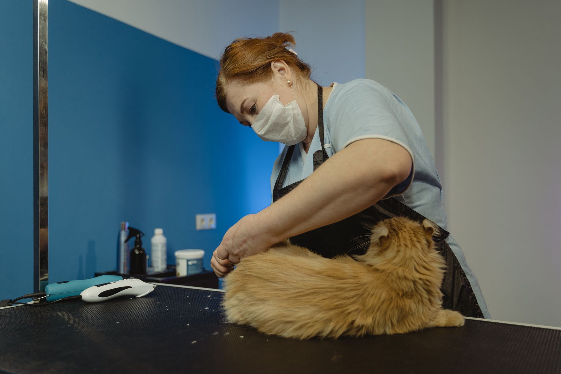 長毛の猫の被毛を整える様子