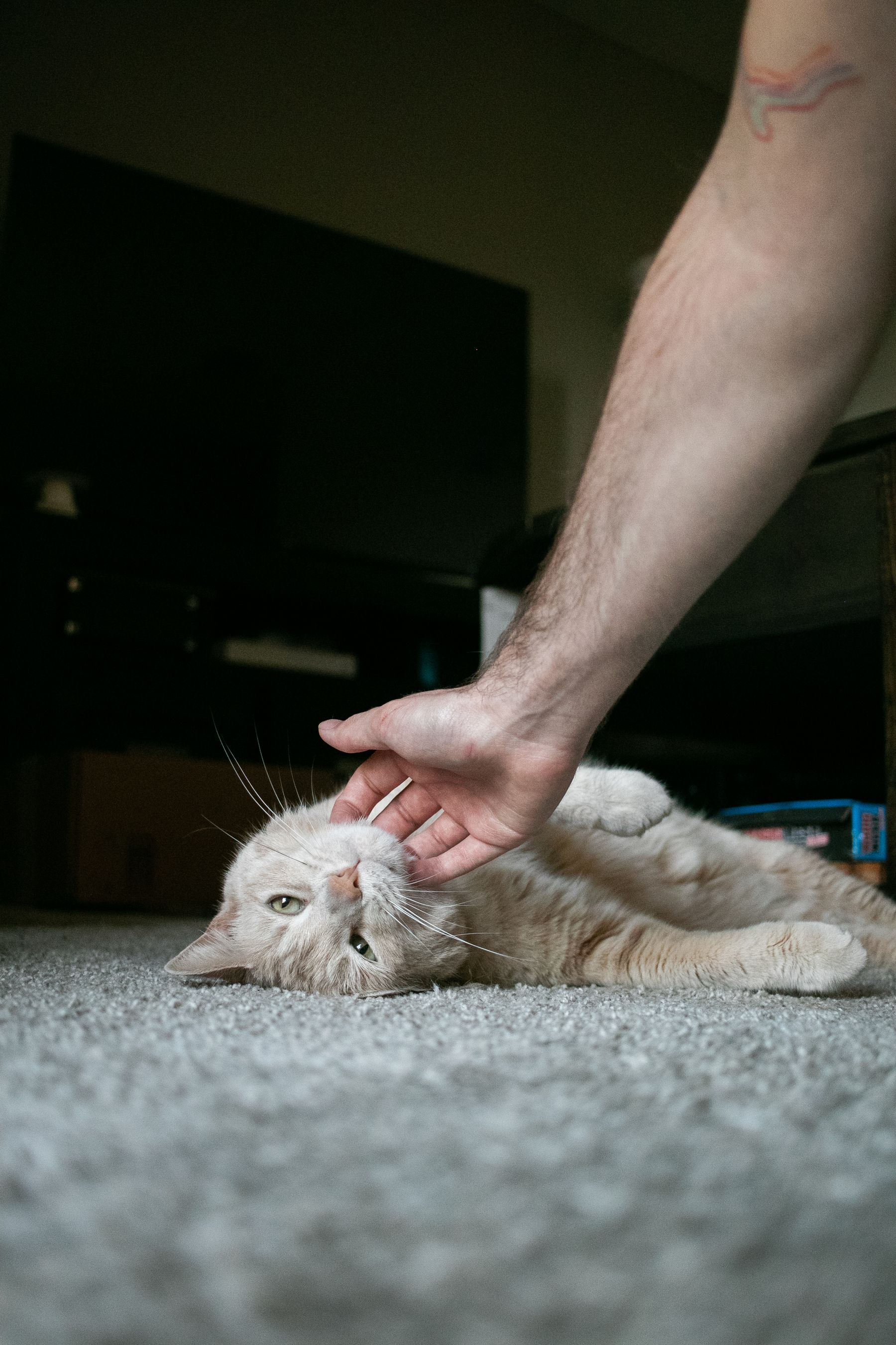 猫とやさしく触れ合う様子